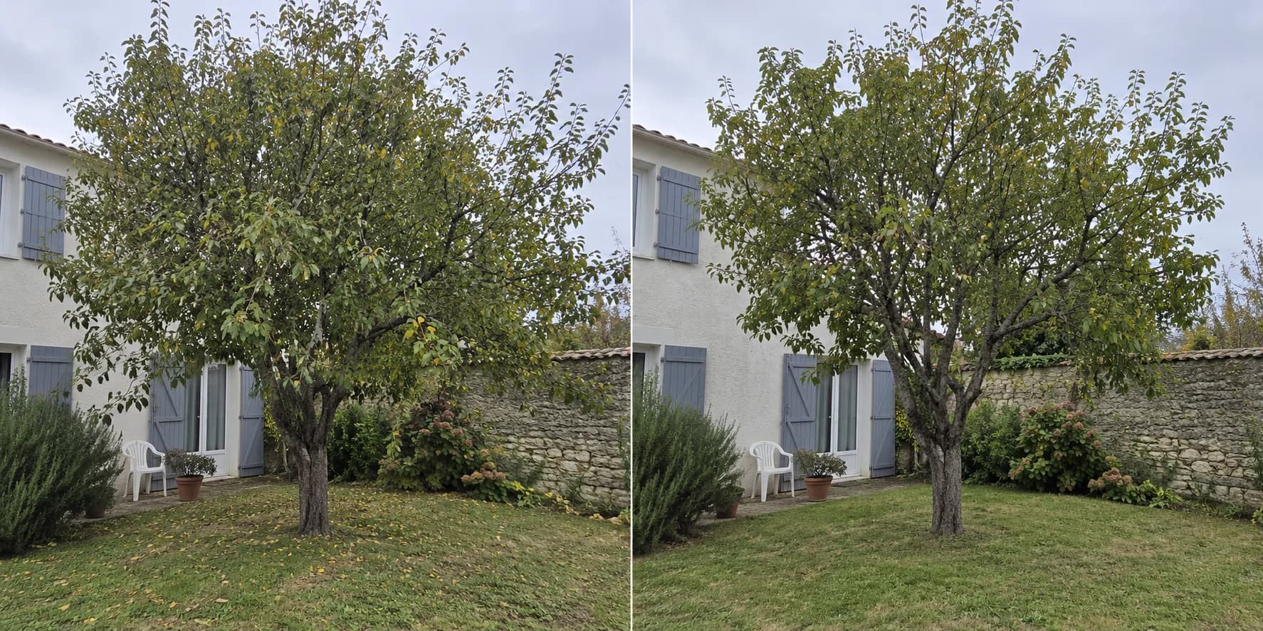 Avant — simulation : taille sélective d’un arbre dans un jardin