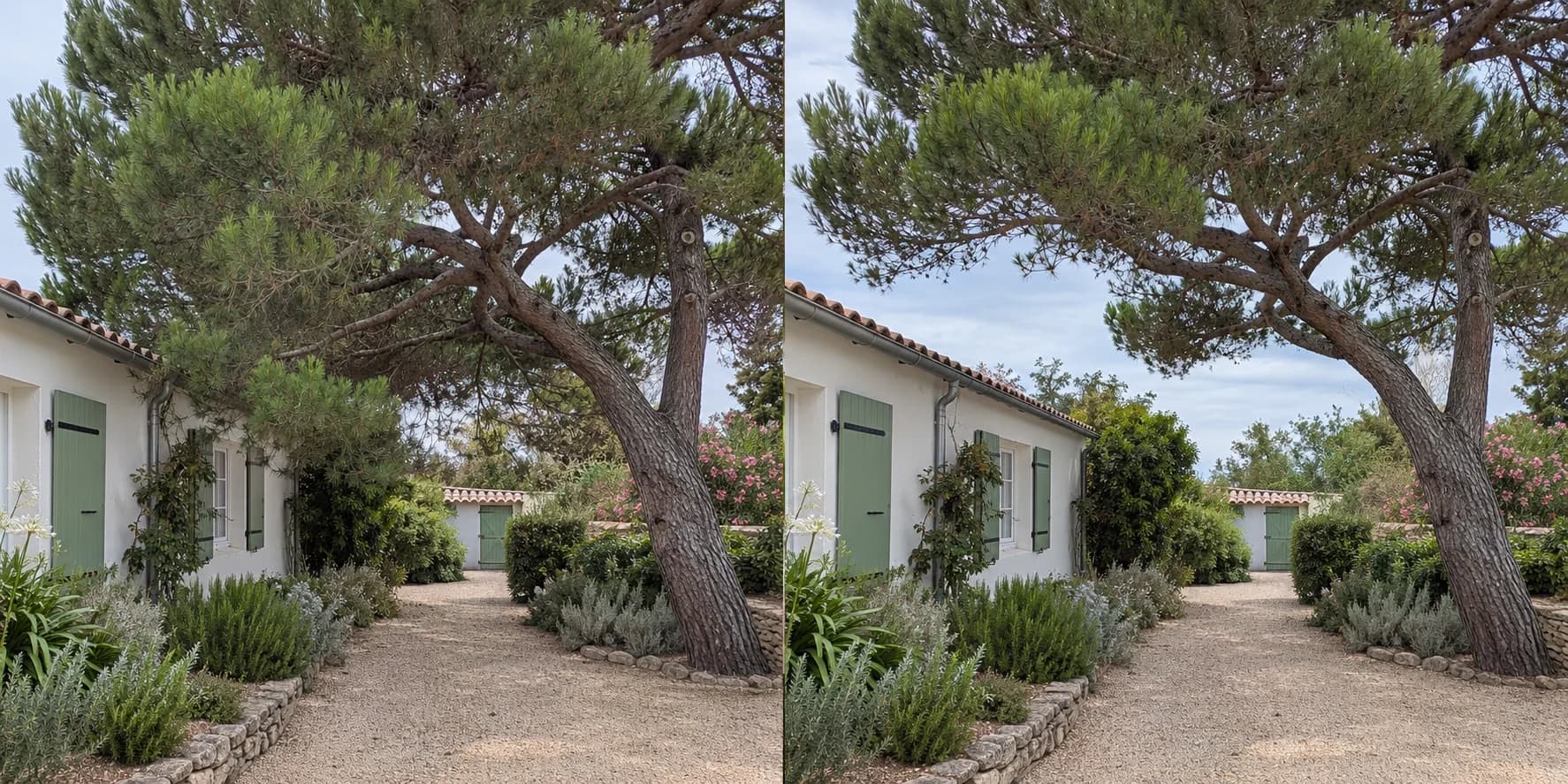 Avant — simulation : taille mesurée d’un pin dans un jardin de l’Île de Ré